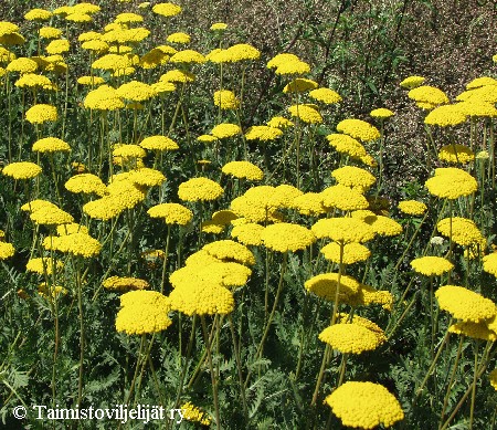 Achillea filipendulina 'Parker's Variety'